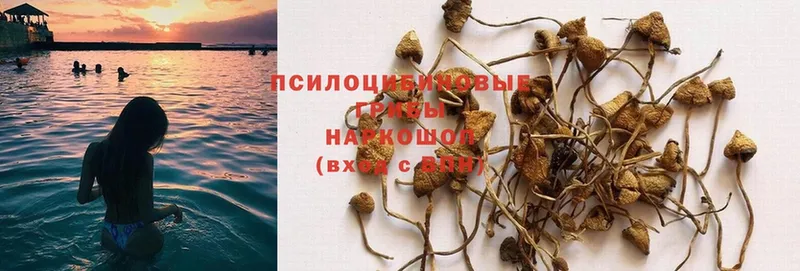 Псилоцибиновые грибы Psilocybe  даркнет сайт  Грайворон 